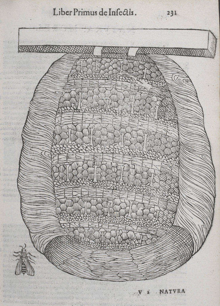 Ilustracija košnice